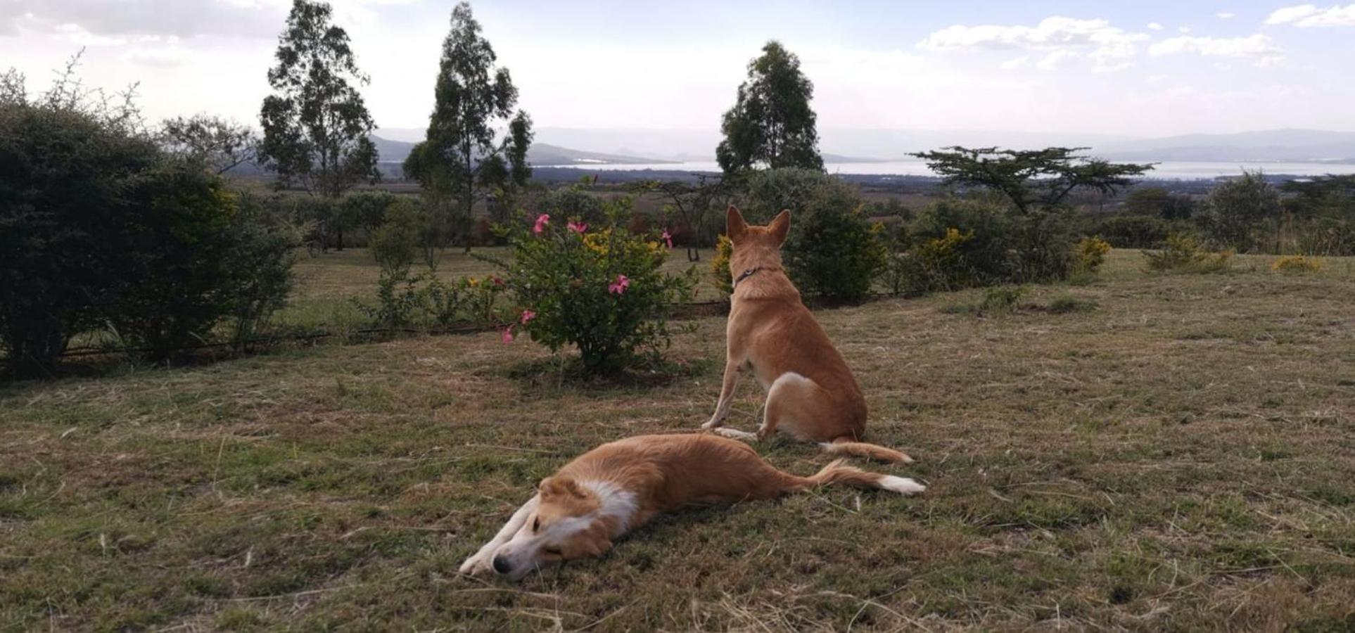 Homely Cottage Near Lake Naivasha, Elwai Visitor Centre Heni Village Zewnętrze zdjęcie
